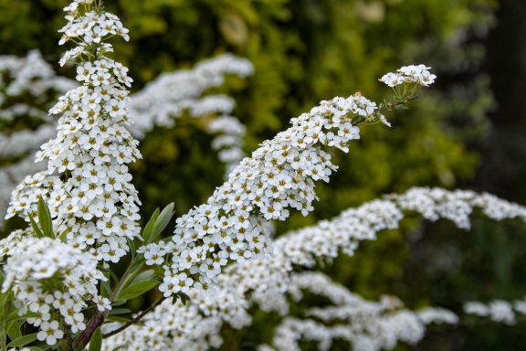 Spiraea (Spiersträucher)