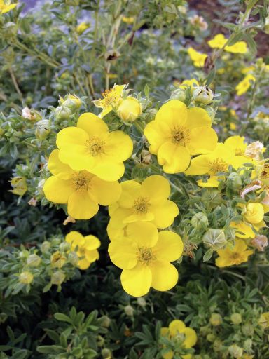 Fingerstrauch (Potentilla fruticosa)