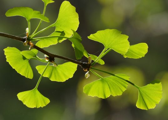 Ginkgobaum (Lebensbaum)