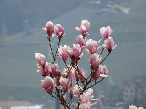 Tulpenmagnolie