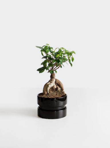 Zimmerbonsai