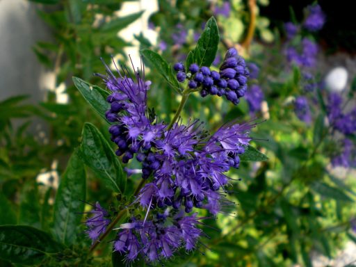 Bartblume (Caryopteris clandonensis)